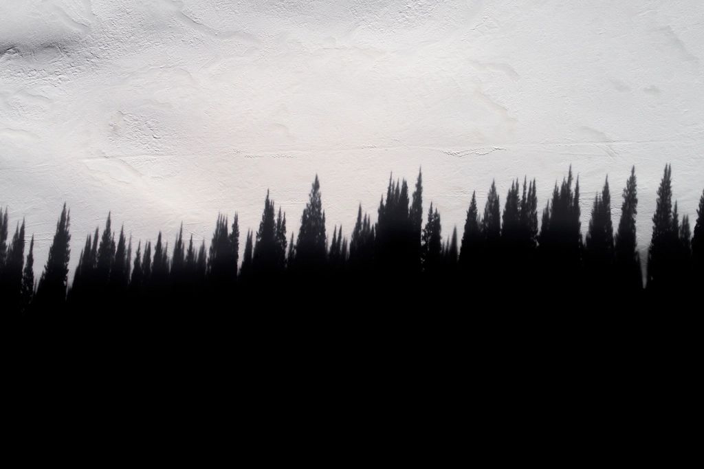 The forest around the property